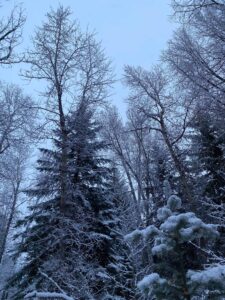 December Snow in Durango