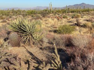 Brown's Ranch in Scottsdale