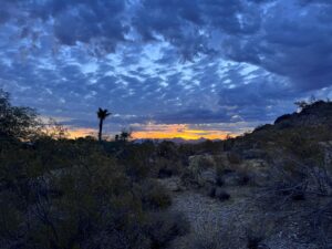 Desert landscape at dusk with blue, cloudy sky and silhouettes of shrubs, a lone palm, and rocky hills on the horizon.